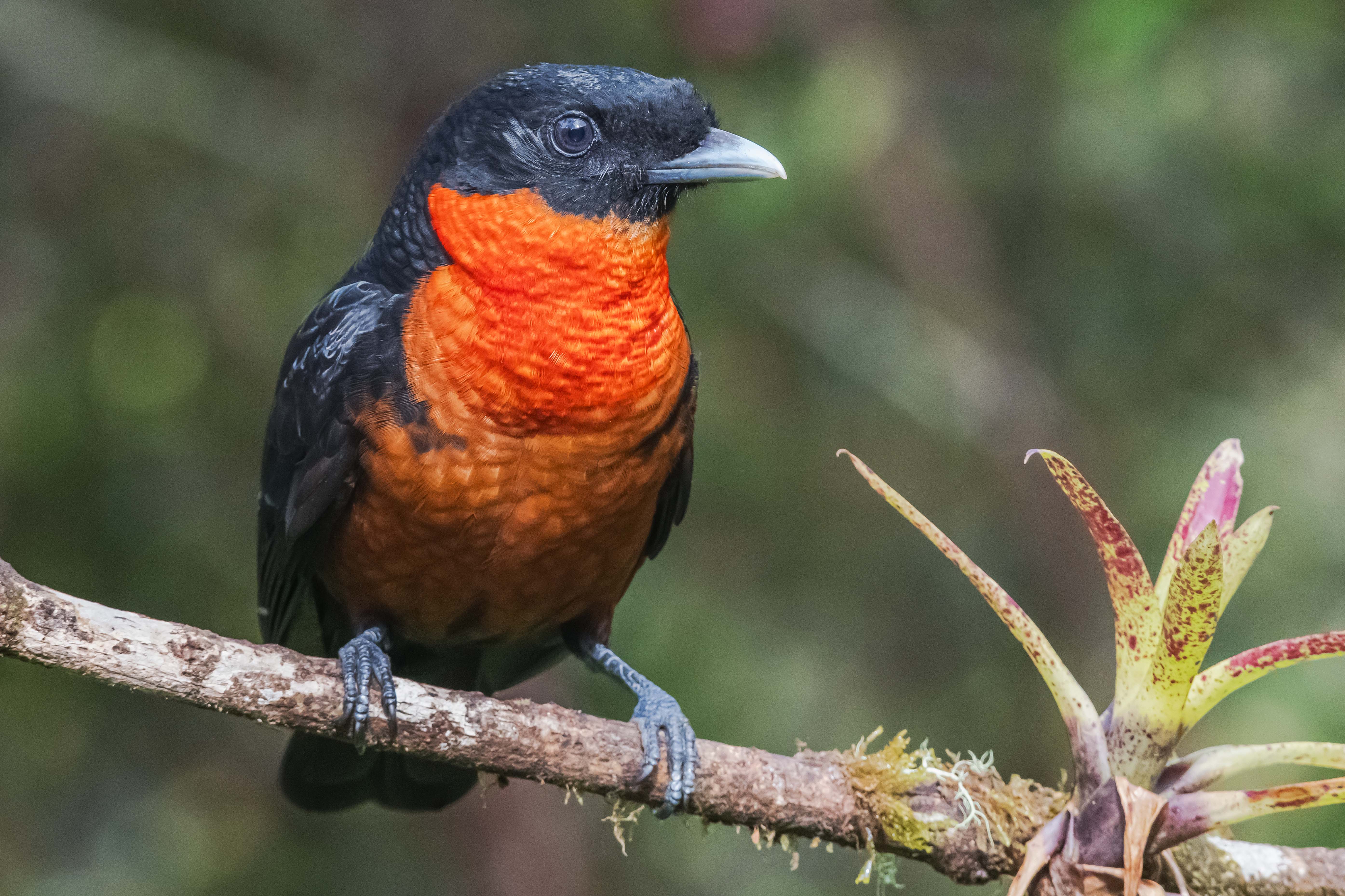 Jewels  of the Central Andes 14D/13N